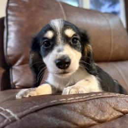 Romeo - Piebald male Dachshund puppy in Magnolia, Texas from Hillyard Ranch