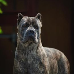 Cane Corso from Wolfcreek Cane Corsos