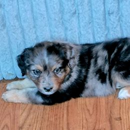 D'Artagnon - Blue merle male Miniature American Shepherd puppy in Goldendale, Washington from Amulet Charm