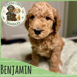 Benjamin - Red  male Goldendoodle puppy in Pasadena, Texas from Toledo Creek Doodles