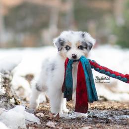 Lumen - Blue merle male Australian Shepherd puppy in Woodford, Virginia from Skyborne Australian Shepherds