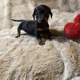 Levi - Black and tan male Dachshund puppy in Richmond, Virginia from Paw Prints