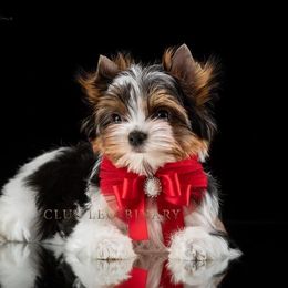 Justin - Biewer Terrier