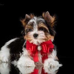 Justin - Biewer Terrier