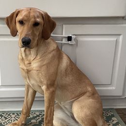 Labrador Retriever Puppies from Spring Water Labs of the Carolinas