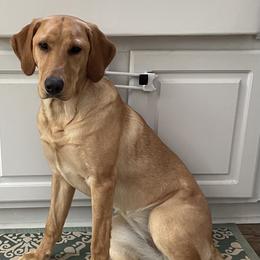 Labrador Retriever Puppies from Spring Water Labs of the Carolinas