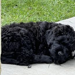Black Russian Terrier Puppies from Amethyst Black Russian Terriers