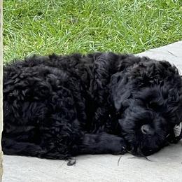 Black Russian Terrier Puppies from Amethyst Black Russian Terriers
