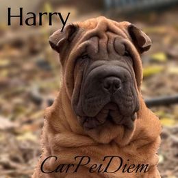 Boy - Red fawn male Chinese Shar-Pei puppy in Oakwood, Ohio from CarPeiDiem Chinese Shar-Pei