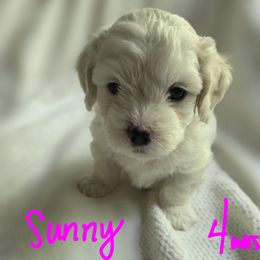 Maltipoo Puppies from Missy's Little Garden
