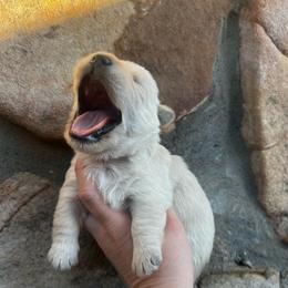 Summer - Wheaten female Scottish Terrier puppy in Chattanooga, Tennessee from Oodles of Cuties!