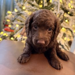 Fudge - Chocolate male Goldendoodle puppy in Macclenny, Florida from Baker County Goldendoodles
