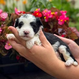 Taffy - Black and white female Sheepadoodle puppy in Wharton, Texas from Little Fur Friends