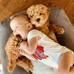 Goldendoodle Puppies from Labradoodleday