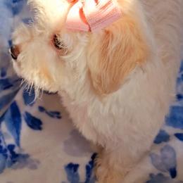 Maltipoo Puppies from Little Cupcakes and Little Pumpkins Maltipoos