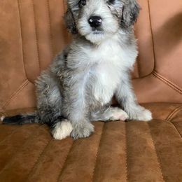 Girl 1 - Merle Goldendoodle puppy in Buffalo, New York from Queen City Doodles NY