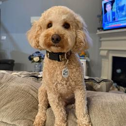 Bernedoodle, Goldendoodle, and Poodle All Grown Up from Kingdom Kennels