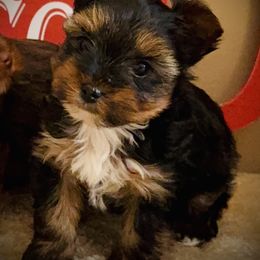 Milo - Black and tan male Yorkshire Terrier puppy in Hastings, Nebraska from Promise Land Pets