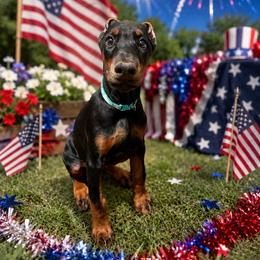 Mint - Black and rust female Doberman Pinscher puppy in Louisville, Kentucky from Ruiz Dobermans