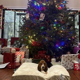 Basset Hound and Dalmatian Puppies from Lazy B Bassets and Dalmatians