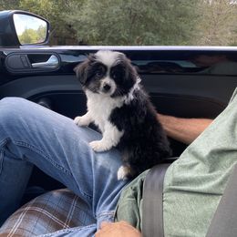 Toy Australian Shepherd Puppies from Pleasant Grove Aussies