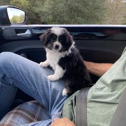 Toy Australian Shepherd Puppies from Pleasant Grove Aussies