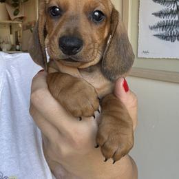 Dachshund All Grown Up from Hotdawgz standard AKC dachshunds