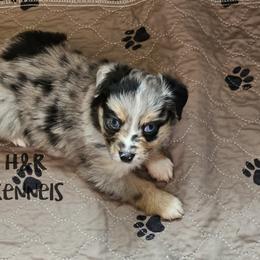 Snickers - Blue merle male Toy Australian Shepherd puppy in Luzerne, Iowa from Rouse's Aussies