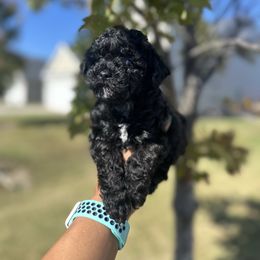 Kingston - Black male Poodle puppy in Wilson, North Carolina from Parti-Pawz