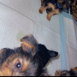 Miniature Schnauzer, Rottweiler, Shih Tzu, and Yorkshire Terrier Puppies from Royal yorkies & pampered pups LLC