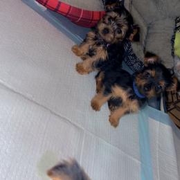 Miniature Schnauzer, Rottweiler, Shih Tzu, and Yorkshire Terrier Puppies from Royal yorkies & pampered pups LLC
