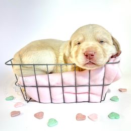 Labrador Retriever Puppies from RPAs Priceless Labradors