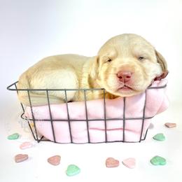 Labrador Retriever Puppies from RPAs Priceless Labradors