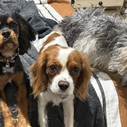 Cavalier King Charles Spaniels from Caloobanan Cavaliers