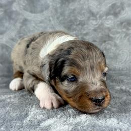 BMF1 - Blue merle female Aussiedoodle puppy in Prague, Oklahoma from Classic K9’s  Aussies & Doodles