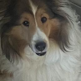 Shelley - Shetland Sheepdog