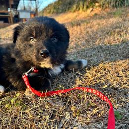 Coal (has tail) - Black tri-color male Australian Shepherd puppy in Butler, Georgia from Aussies at Howling Hill Farm