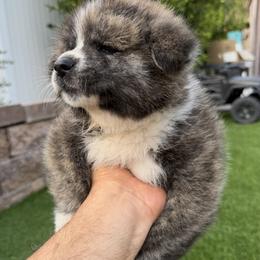 Japanese Akitainu Puppies from The Akita INU Club, California