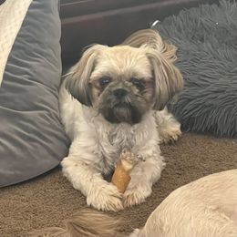 Molly - Shih Tzu
