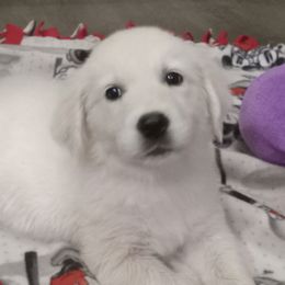 Golden Retriever Puppies from Fiddle In Gold Retrievers