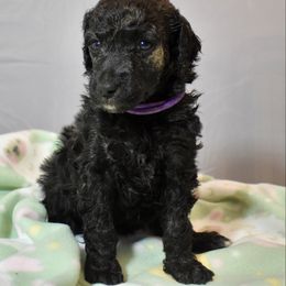 Salsa - Sable female Poodle puppy in Kirkville, New York from Mosswood