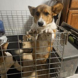 Cardigan Welsh Corgi Puppies from Cardigan Cottage
