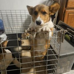 Cardigan Welsh Corgi Puppies from Cardigan Cottage