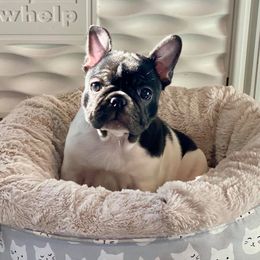 French Bulldogs from One More Frenchie