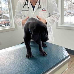 Labrador Retriever Puppies from Branley's Riverside Labradors