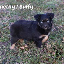 Amethyst - Black tri female Miniature Australian Shepherd puppy in Garden Plain, Kansas from Krazy K Aussies