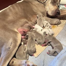 Shimmer - Great Dane