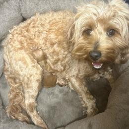 Boy 1 - Red  male Goldendoodle puppy in Nashville, Tennessee from My Sweetest Doodle