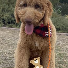 Goldendoodles and Poodles from Calipoodsanddoods