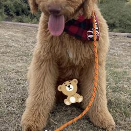 Goldendoodles and Poodles from Calipoodsanddoods